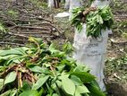 තුම්මස් මඤ්ඤොක්කා ලී
