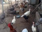 Turkey