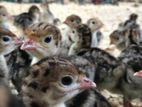 Turkey Chick