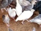 Turkey Chick