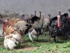 Turkey Chicken