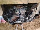 Turkey Chicken