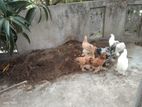 Brahma Chickens