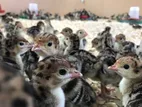 Turkey chicks