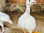 Turkey Chicks