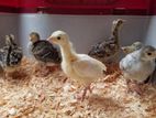 Turkey Chicks