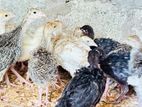 Turkey Chicks