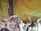 Turkey Chicks