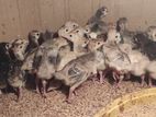 Turkey Chicks
