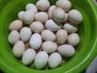 Eggs for Hatching