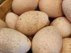 Turkey Eggs
