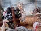 Turkey Chicken