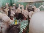 Turkey Chicken