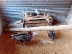 Turkey Chicks