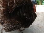 Male Turkey
