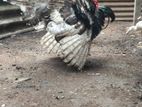 turkey
