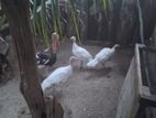 Turkey White Pair