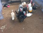Farm Turkeys