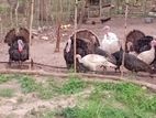 Turkey