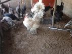 Turkey Pair