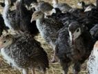 Turkey Chicks