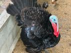 Turkey