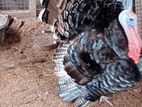 Turkey