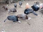 Turkey කුකුලන්
