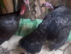 Turkey කලුකුම් කිකිලියන්