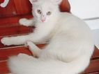 Turkish Angora Cat