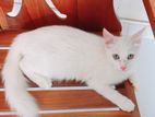 Turkish Angora Cat