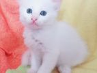 Turkish Angora cats