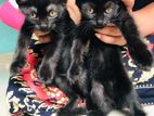 Turkish Angora Kitten