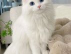 Turkish Angora