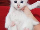 Turkish Angora Cats