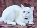 Turkish Angora With Blue Eyes