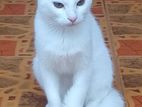 Turkish Angora(Female) Kitten