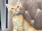 Turkish Kittens