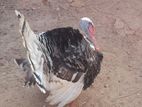 Turky Chicken