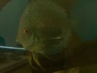 Discus fish