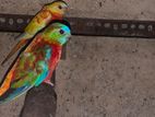 Turquoise Parrots
