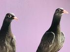 Pigeon
