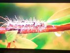 TV repair- Company& Home visit