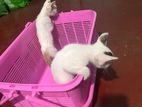 Twin Kittens for Kind Home