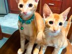 Two 5 months old male cats for a kind home