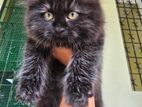 Black Persian Kittens