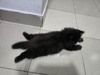 TWO ADORABLE BLACK PERSIAN KITTENS LOOKING FOR THEIR FOREVER HOMES!