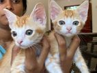 Two Adorable Male Kittens Looking for A Loving Home