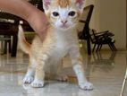 Male Kittens Looking for A Loving Home