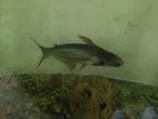 Catfish